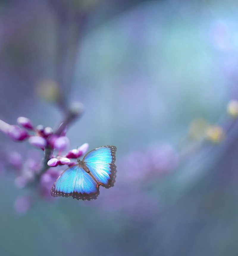 Papillon bleu posé sur une branche en bourgeons