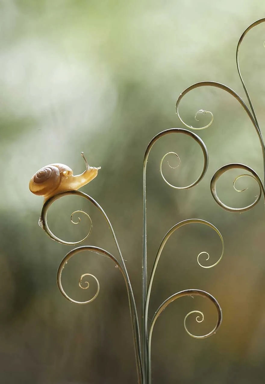 Escargot sur une tige enroulée en spirale